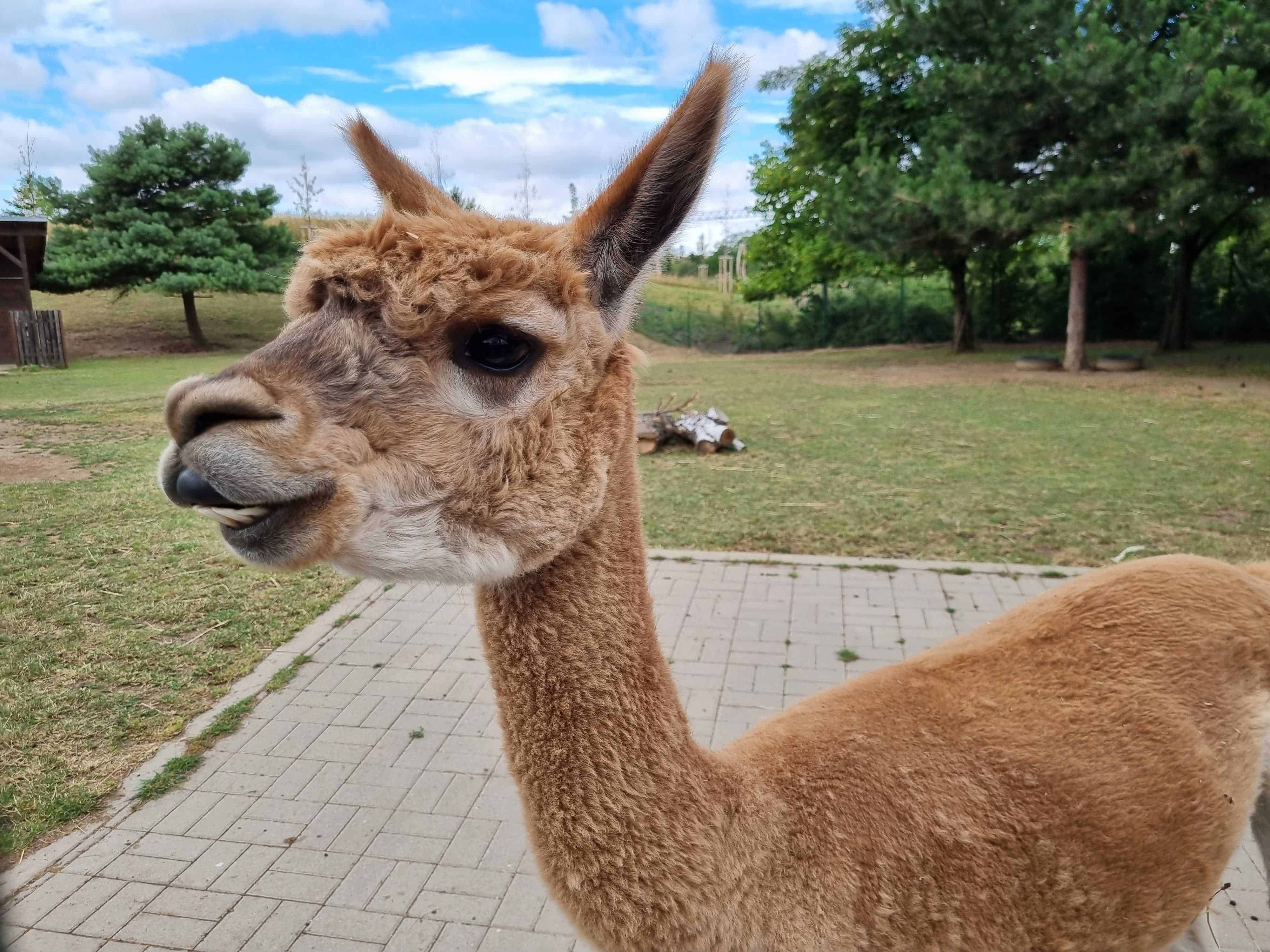 lama